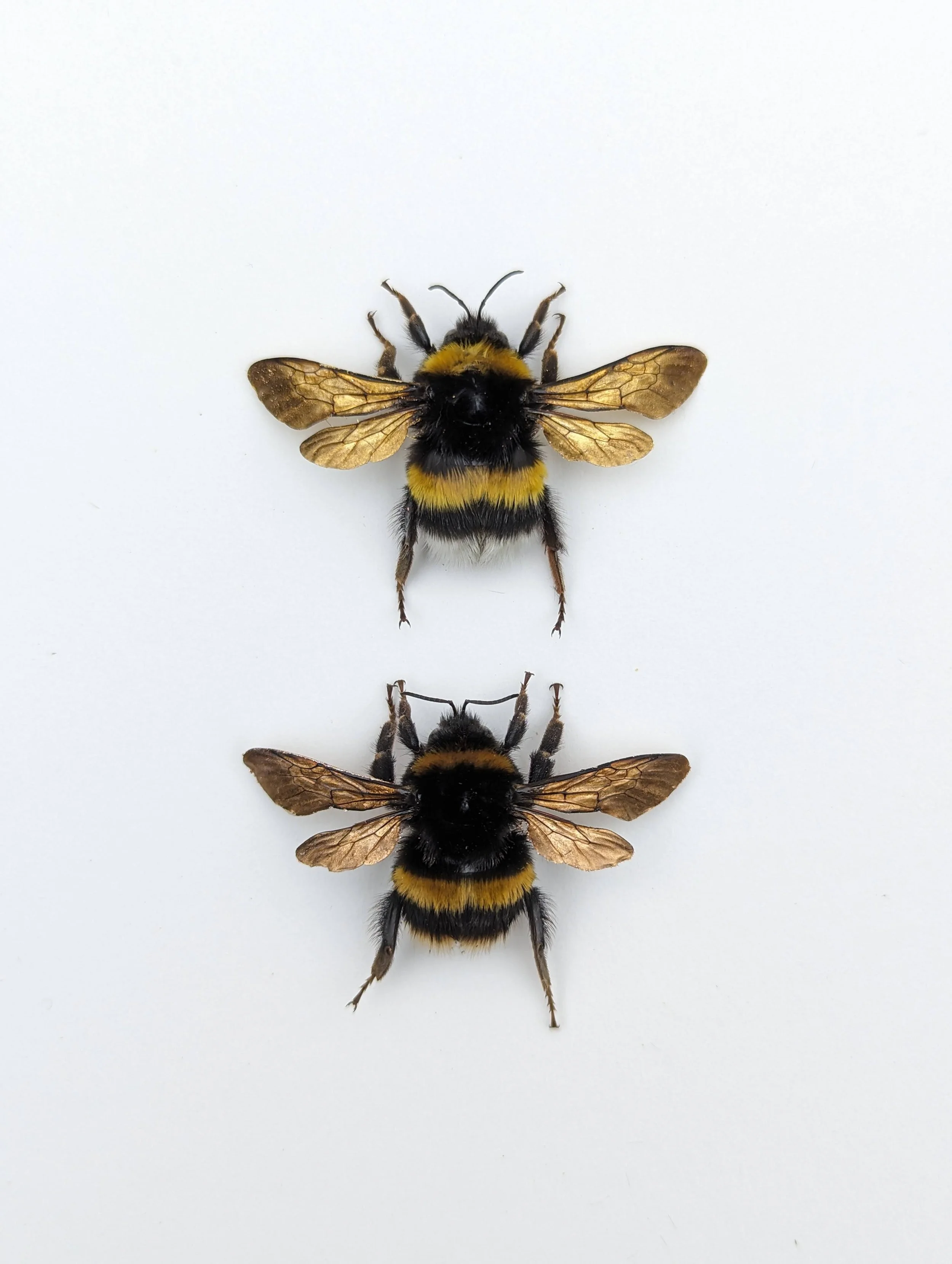 24ct Gold & 22ct Rose Gold - XL Gilded QUEEN Bumblebees — Selina